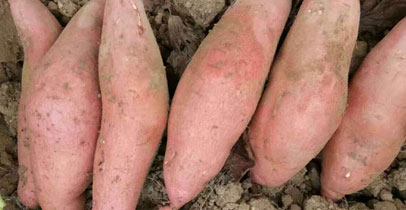 龙薯9红薯苗早熟淀粉型龙薯9红薯苗